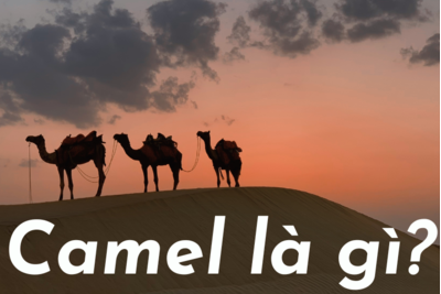Camel là gì - Lạc đà, thuốc lá, hệ thống đánh giá tài chính
