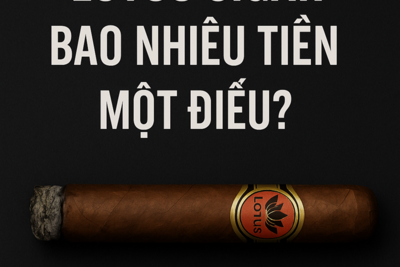 Lotus Cigar Bao Nhiêu Tiền Một Điếu? Giá Chuẩn & Địa Chỉ Uy Tín