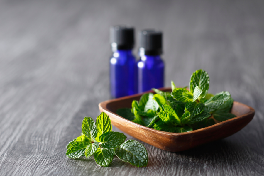 Lá bạc hà mua ở đâu? Bạc hà và húng lủi có phải là một?