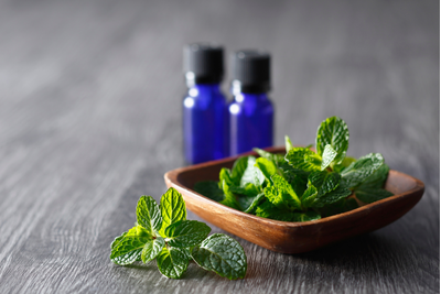 Lá bạc hà mua ở đâu? Bạc hà và húng lủi có phải là một?