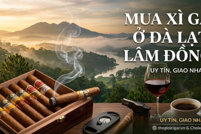 Mua Xì Gà Ở Đà Lạt Lâm Đồng - Top Địa Chỉ Chính Hãng Giao Nhanh