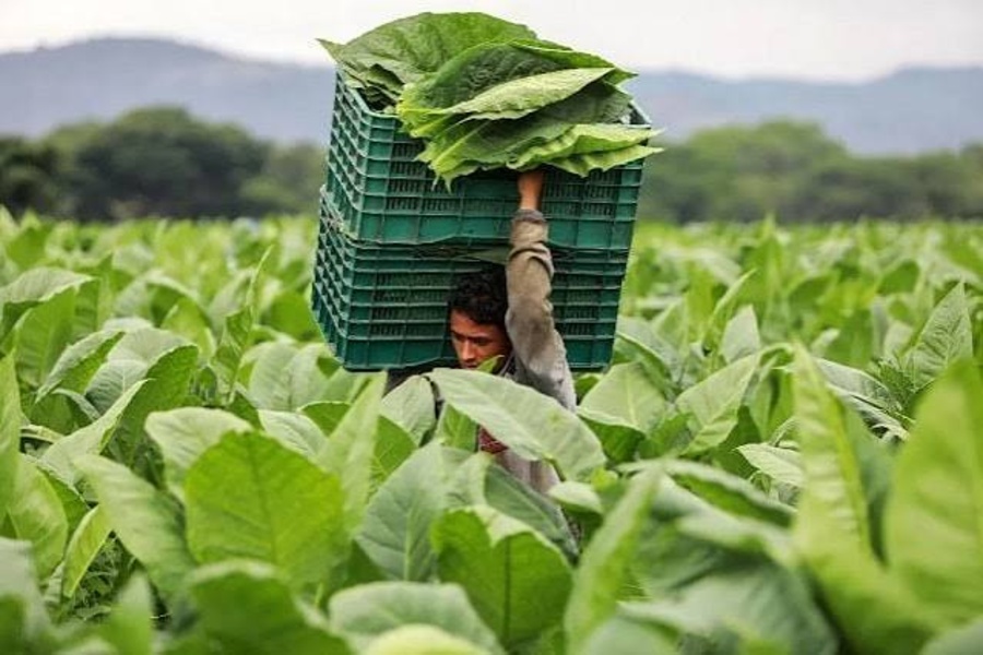 Quy Trình Sản Xuất Xì Gà Nổi Tiếng Cuba