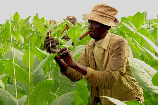 Xì gà được trồng chủ yếu tại đâu?