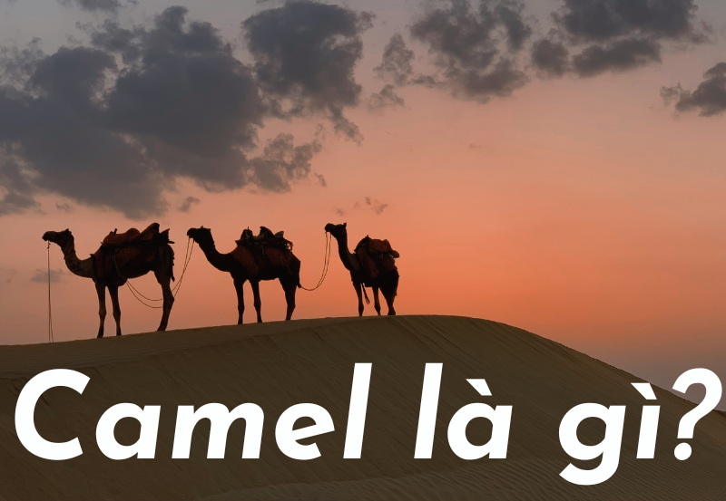 camel là gì