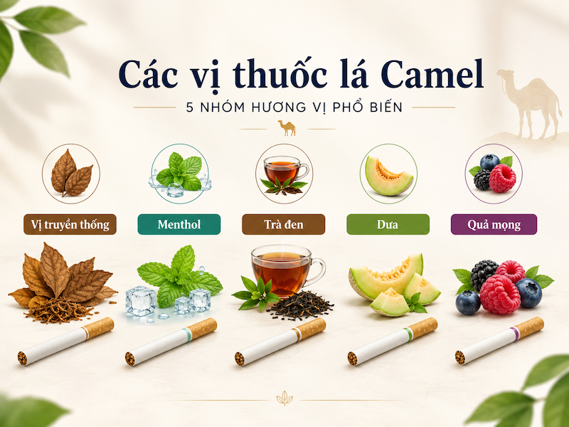 Các hương vị thuốc Camel gồm vị truyền thống menthol trà đen dưa và quả mọng
