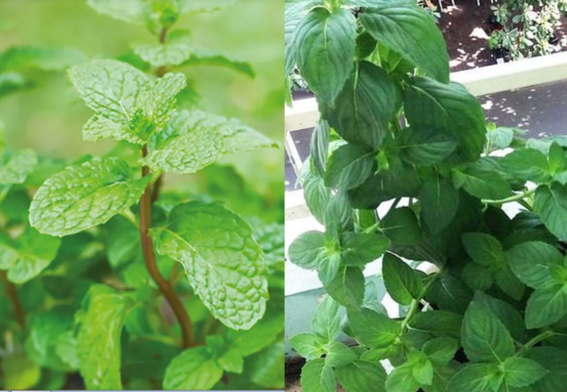 Lá bạc hà mua ở đâu? Bạc hà và húng lủi có phải là một?