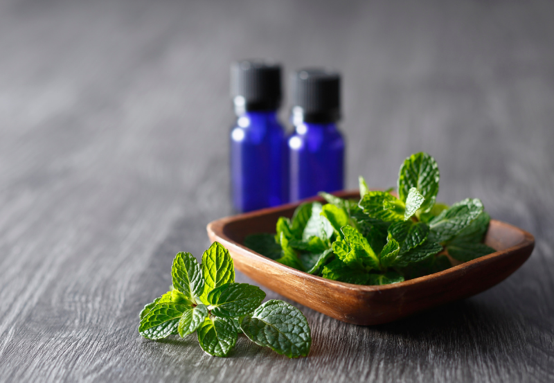 lá bạc hà mua ở đâu